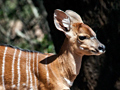 Baby Nyala, South Africa