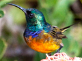 Orange-breasted Sunbird