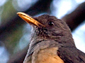 Olive Thrush