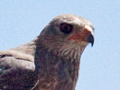 Immature Pale Chanting Goshawk