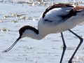 Pied Avocet, West Coast National Park, South Africa