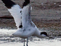 Pied Avocet, South Africa