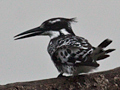 Pied Kingfisher, Kruger National Park, South Africa