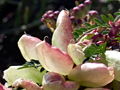 Pink Pea, West Coast National Park, South Africa