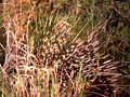 Cape Porcupine, Kruger National Park, South Africa