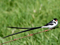 Pin-tailed Whydah