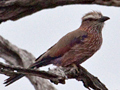 Rufouse-crowned Roller (Purple Roller), Kruger National Park, South Africa