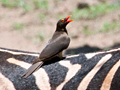 Red-billed Oxpecker on Burchell's Zebra, South Africa