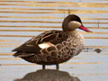 Red-billed Teal (Red-billed Duck)