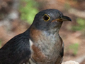 Red-chested Cuckoo, South Africa