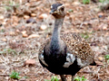 Red-crested Korhaan (Red-crested Bustard), Kruger National Park, South Africa