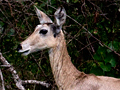 Southern (Common) Reedbuck, South Africa