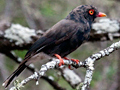 Red Helmetshrike, Kruger National Park, South Africa