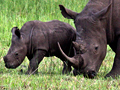 White Rhinoceros, South Africa