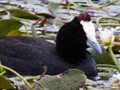 Red-knobbed Coot, South Africa