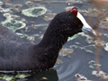 Red-knobbed Coot, South Africa