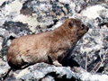 Rock Hyrax (Rock Dassie)