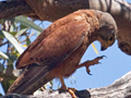 Rock Kestrel (Eurasian Kestrel), West Coast National Park, South Africa