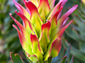 Rooistompie Flower at Fernkloof Nature Reserve