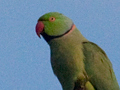 Rose-ringed Parakeet, South Africa