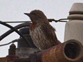 Red-throated Wryneck (Rufous-necked Wryneck), South Africa