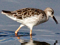 Ruff, South Africa