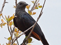 Red-winged Starling, Kruger National Park, South Africa