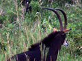 Sable Antelope, Kruger National Park, South Africa