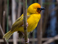 Southern Brown-throated Weaver, South Africa