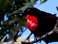 Scarlet-chested Sunbird, South Africa