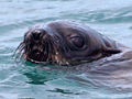 Cape Furs Seals Seen on Shark Cage Dive Trip