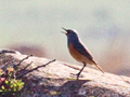 Sentinel Rock-Thrush, Dullstroom, South Africa