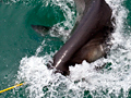 Attracting Great White Sharks, Shark Cage Dive