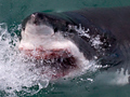 Great White Shark Portraits, Shark Cage Dive