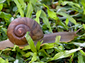 Snail, South Africa