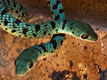 Snakes, Phakama Game Lodge, South Africa