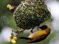 Nesting Southern Masked Weaver