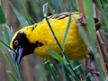 Southern Masked Weaver, Kruger National Park, South Africa