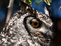 Adult Spotted Eagle-Owl, South Africa