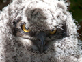 Juvenile Spotted Eagle-Owl, South Africa