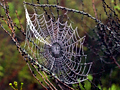 Spider Web, South Africa