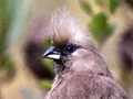 Speckled Mousebird