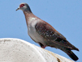 Speckled Pigeon, West Coast National Park, South Africa