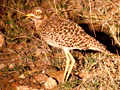 Spotted Thick-knee With Young on a Night Drive in Kruger National Park, South Africa