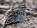 Spotted Thick-knee, South Africa