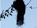 Spectacled Weaver Nest, South Africa