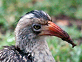 Southern Red-billed Hornbill, Kruger National Park, South Africa