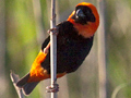 Southern Red Bishop