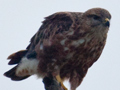 Steppe Buzzard (Common Buzzard), South Africa