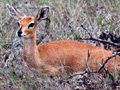 Steenbok, Kruger National Park, South Africa